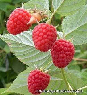 Summer fruiting raspberries