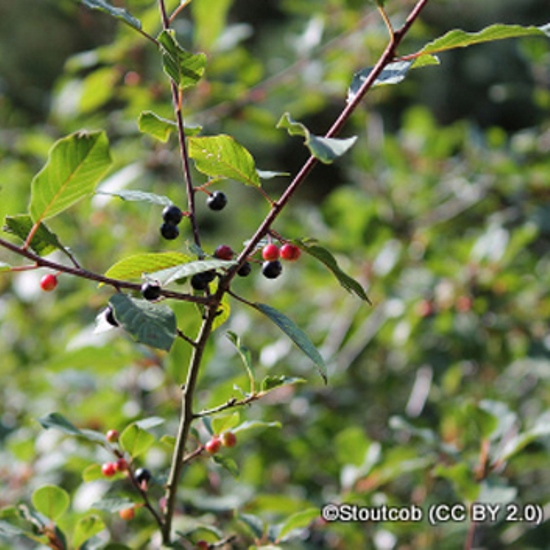 Rhamnus (Buckthorn)