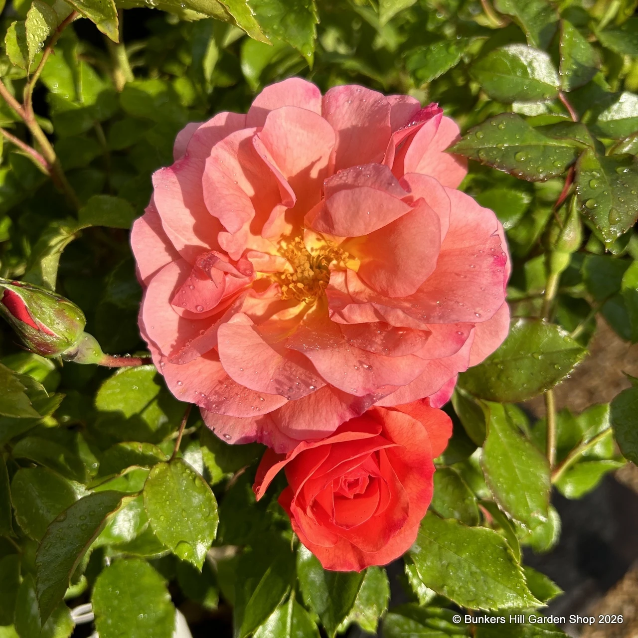Roses