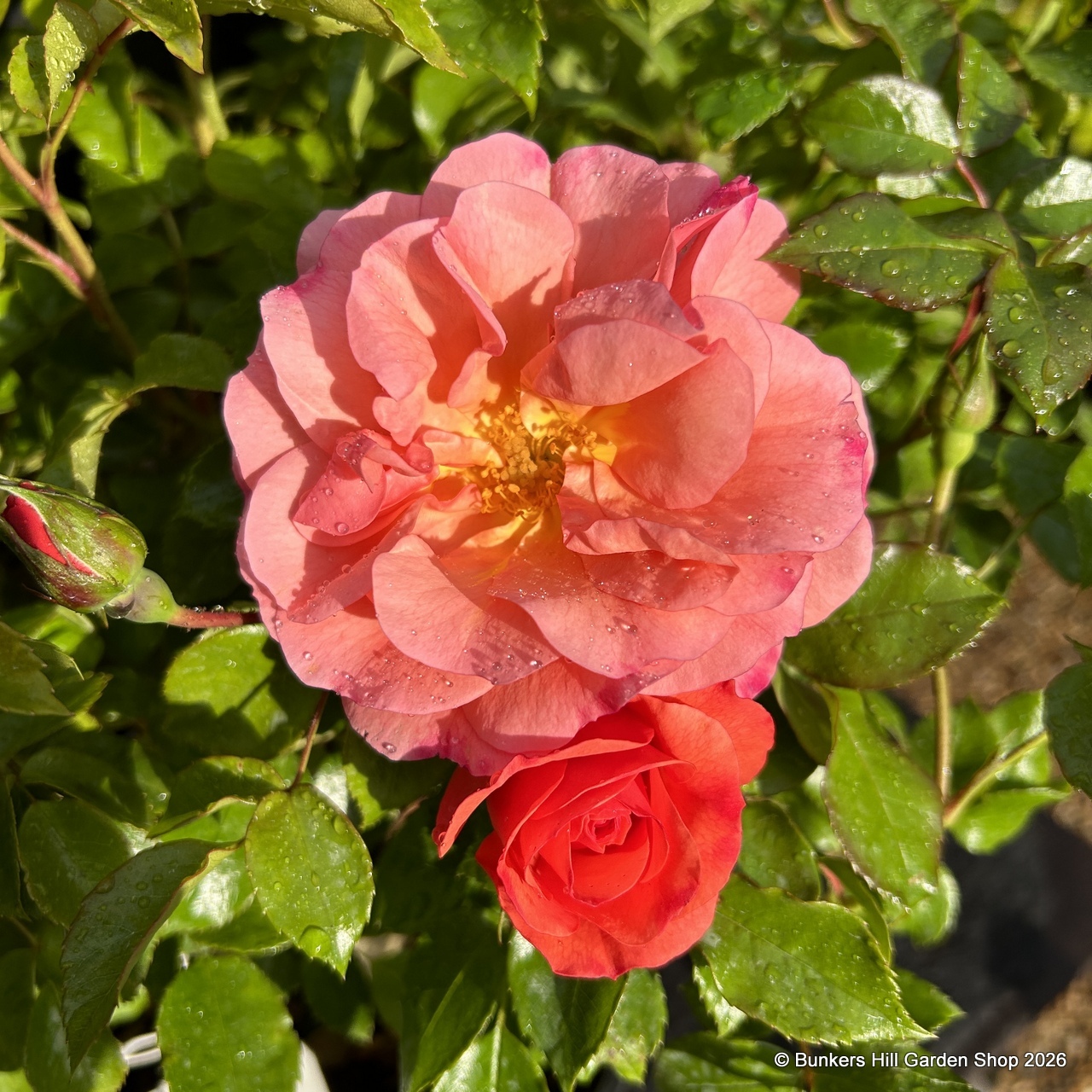 Roses