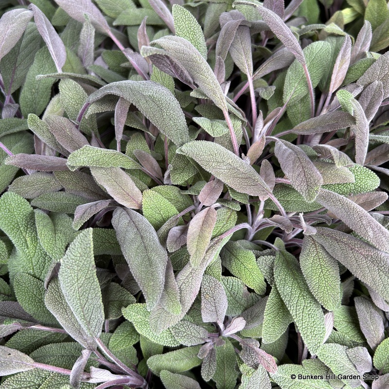 Herbs