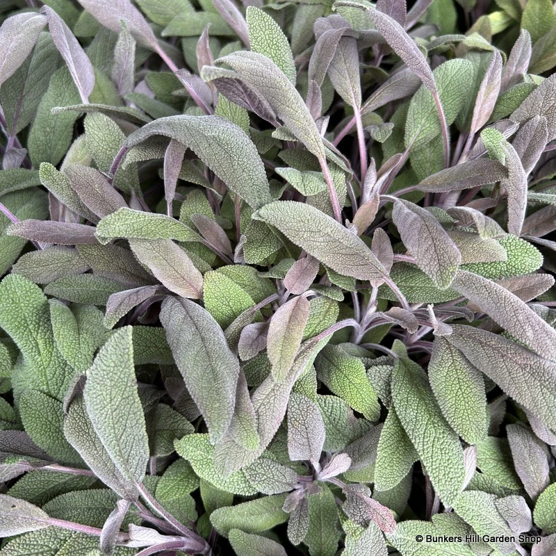 Herbs