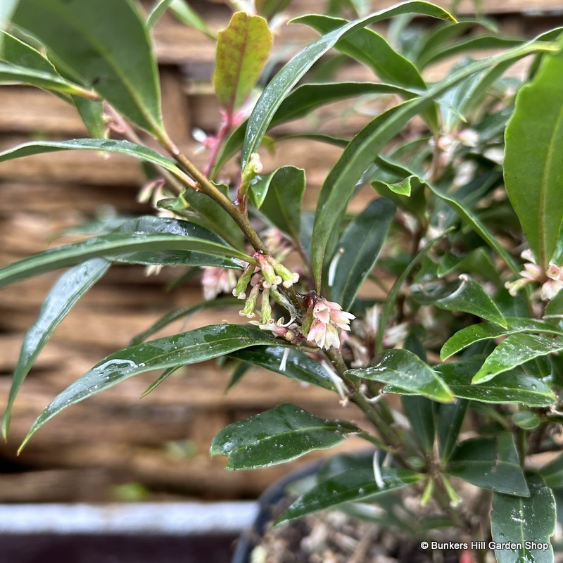 New Plants This Month