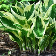 Shade Loving Plants