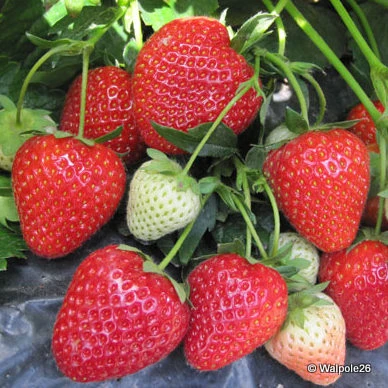 Soft Fruit
