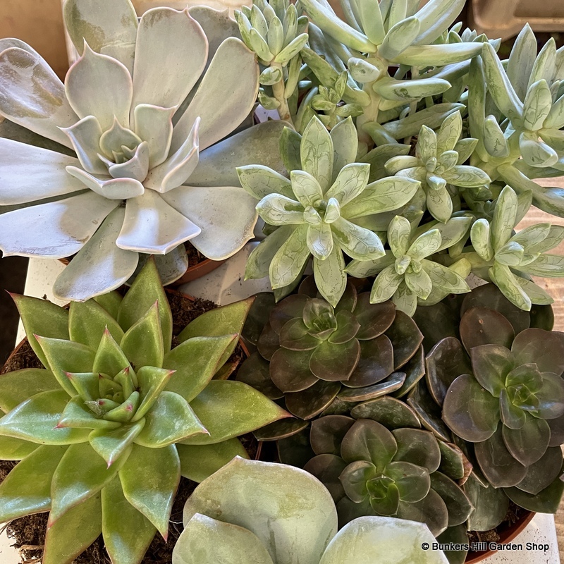 House Plants