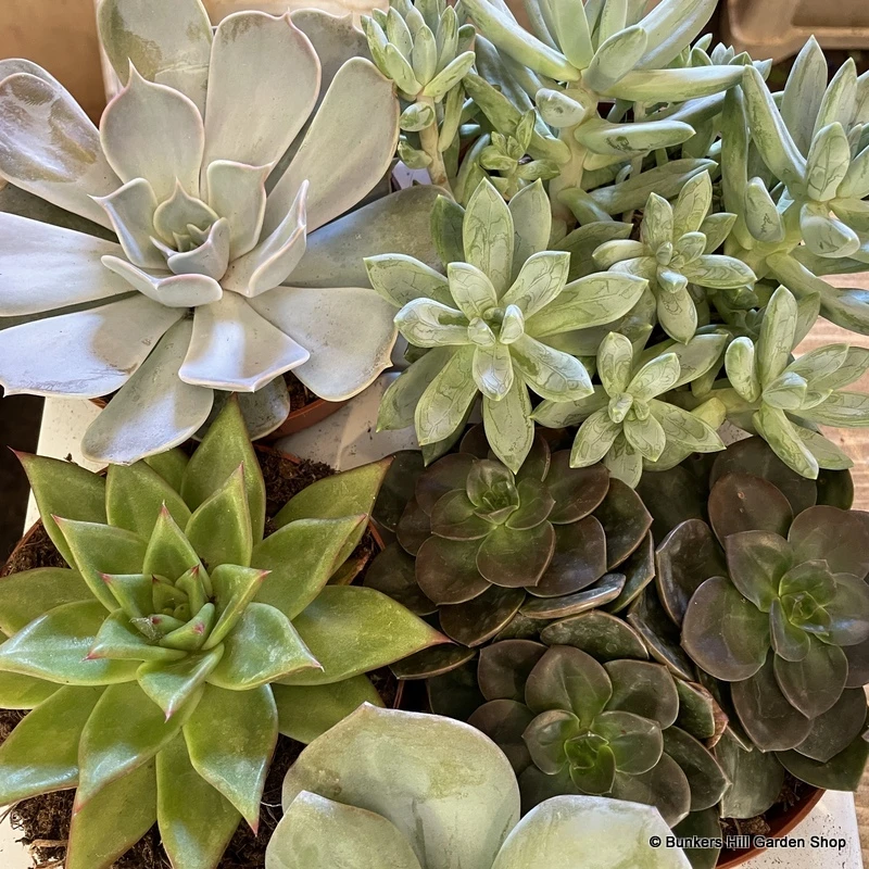 House Plants