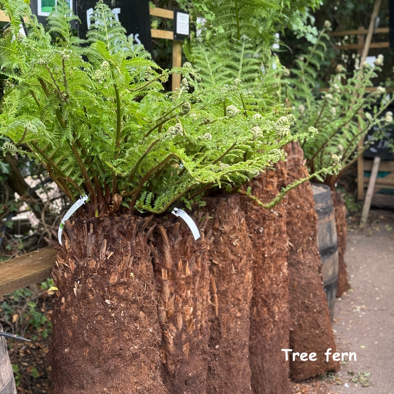 Tree Ferns