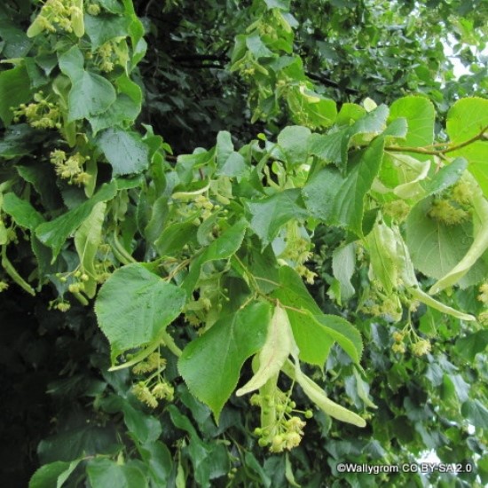 Tilia (Lime)