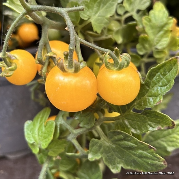 Vegetable Plants