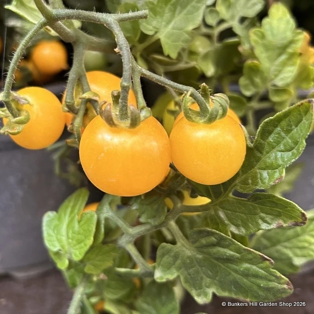 Vegetable Plants