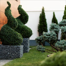 Topiary