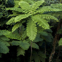 Tree Ferns