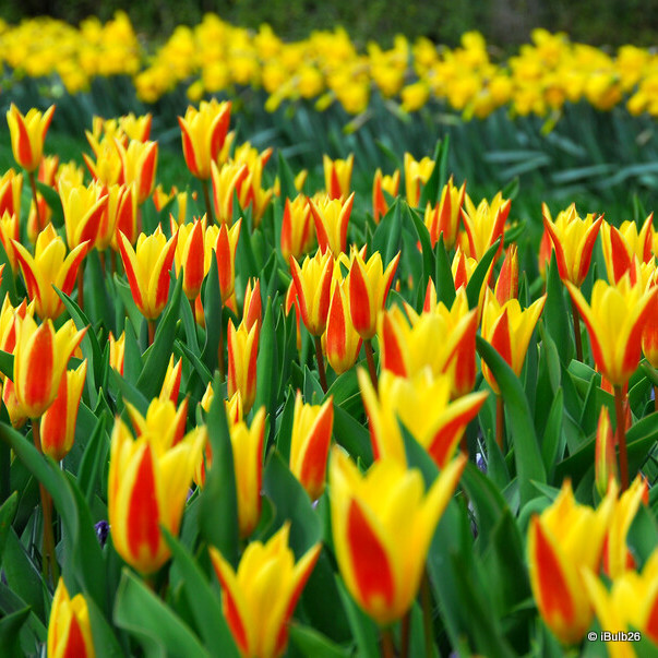 Bulbs