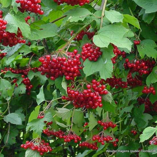 Viburnum (Guelder rose/wayfaring)