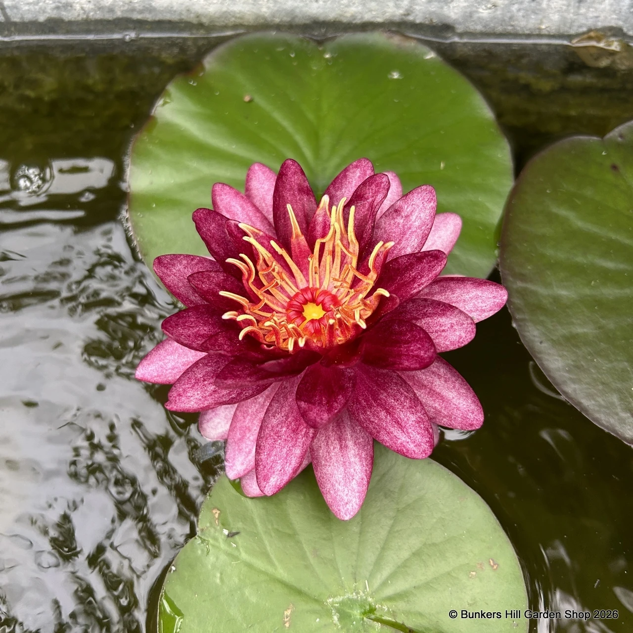 Marginal & Aquatic Plants