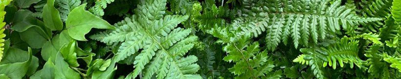 ferns-banner.jpg