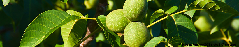 juglans-banner.jpg