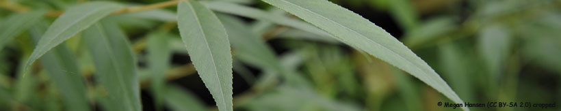 salix-banner.jpg