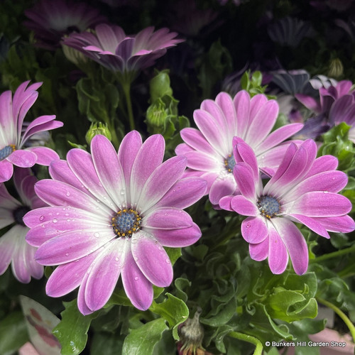 Instant cape daisy Bunkers Hill Plant Nursery
