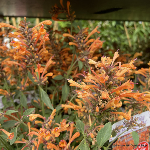 Agastache 'Kudos Mandarin' 3L Bunkers Hill Plant Nursery