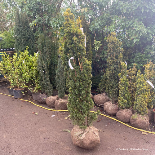 Taxus baccata 'Fastigiata Aurea' (Golden Irish Yew) 150-175cm Rootballed -  Bunkers Hill Plant Nursery
