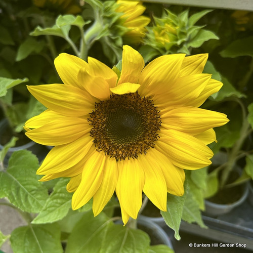 Sunflower 'Miss Sunshine' - Bunkers Hill Plant Nursery