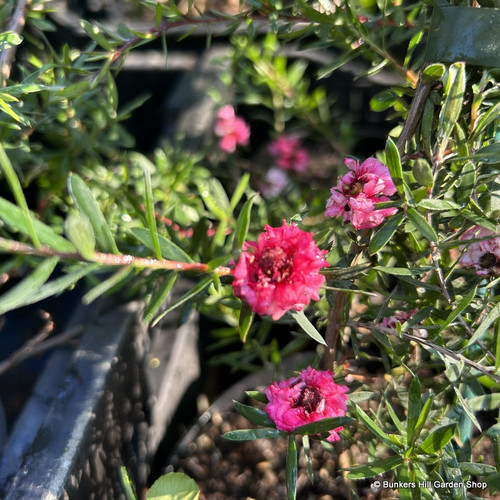 Leptospurnum 'Red Damask' - Bunkers Hill Plant Nursery