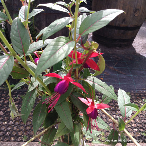 Fuchsia 'Lady Boothby' (Climbing hardy fuchsia) - Bunkers Hill Plant ...