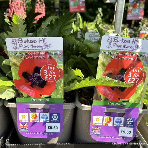Papaver orientale 'Beauty of Livermore'3L Bunkers Hill Plant Nursery