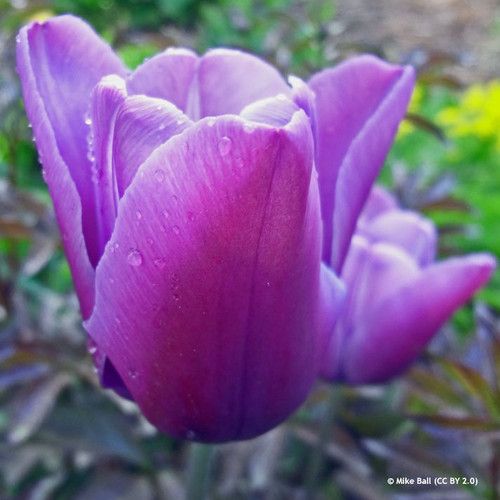 Tulip 'Blue Aimable' (Single Late) PACK of 10 premium size bulbs