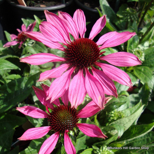 Echinacea (mixed varieties) Bunkers Hill Plant Nursery