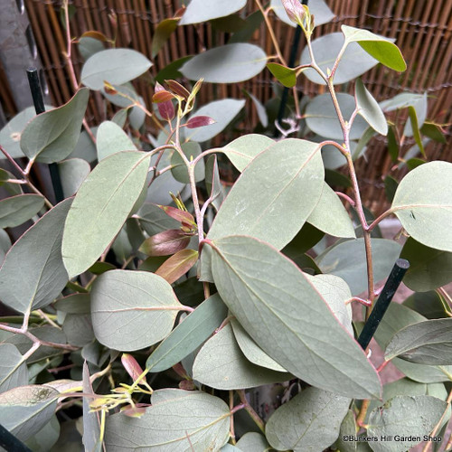 Eucalyptus pauciflora ssp. debeuzevillei (Snow Gum) 5L - Bunkers Hill ...