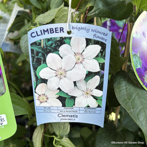 Clematis 'John Paul II' 1.5ltr deep Bunkers Hill Plant Nursery