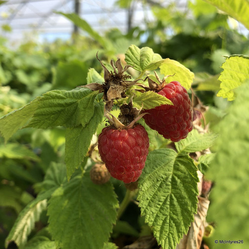 Raspberry 'Glen Prosen' - 10 canes - Bunkers Hill Plant Nursery