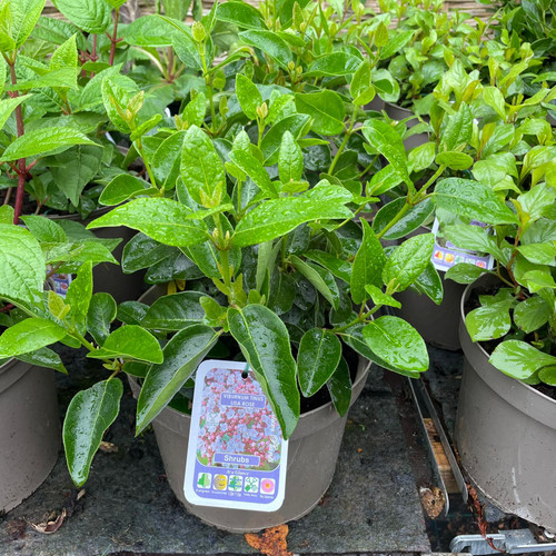 Viburnum Lisa Rose (5L) Bunkers Hill Plant Nursery