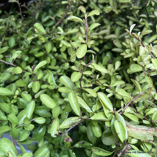 Pyracantha cocc. 'Golden Paradise' 3L Bunkers Hill Plant Nursery