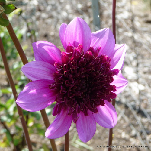 Dahlia 'Raspberry Puff - 1 tuber - Bunkers Hill Plant Nursery