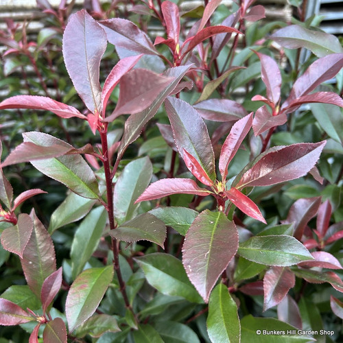Photinia 'Mandarino' 2L - Bunkers Hill Plant Nursery