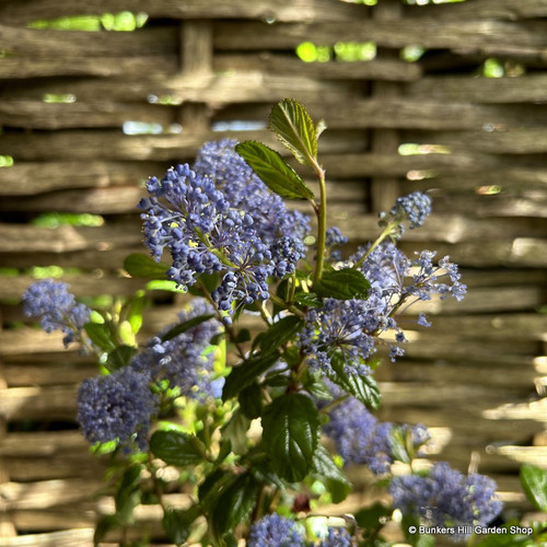 ceanothus-autumnal-blue-1-2-1-5m-trellis-20l-bunkers-hill-plant