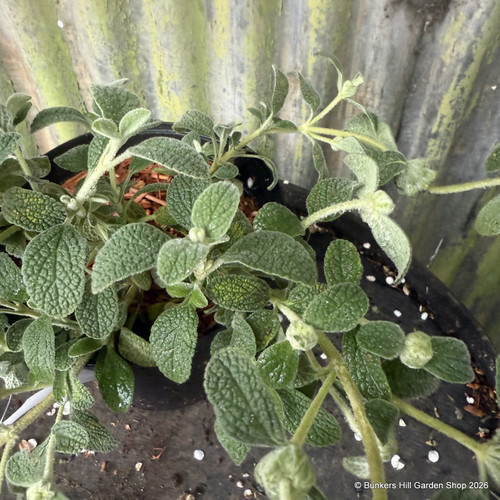 Phlomis lanata 'Frog Hall Form' 2L - Bunkers Hill Plant Nursery