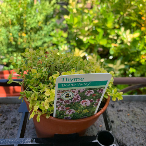 Thyme, 'Doone Valley' (11cm) Bunkers Hill Plant Nursery