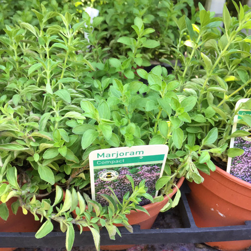 Marjoram compact (11cm) Bunkers Hill Plant Nursery