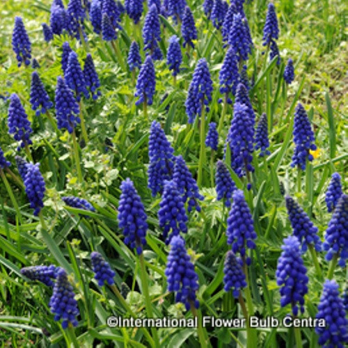 Muscari armeniacum BULK 100 or 250 Bulbs Bunkers Hill Plant Nursery