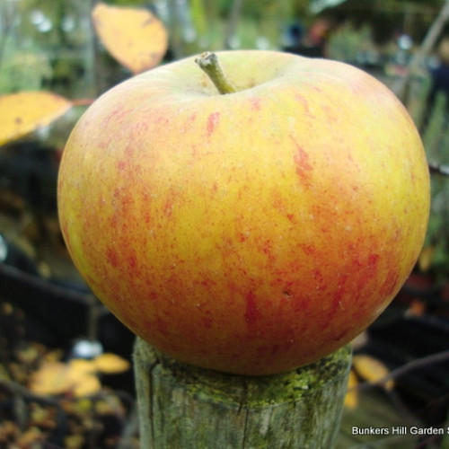 Apple Coxs Self Fertile 2yr Dwarf Tree On M27 Rootstock Bunkers