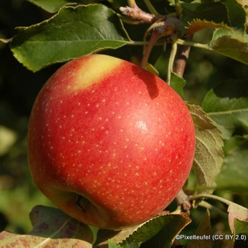 Apple Lord Lambourne 2yr Dwarf Tree On M27 Rootstock Bunkers Hill