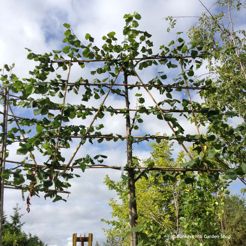 Pleached Lime Tree 14/16cm girth, 2m stem (Tilia europaea 'Pallida