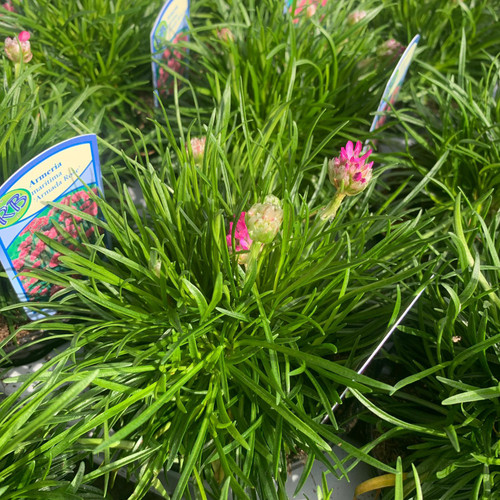 Armeria maritima Armada Rose Bunkers Hill Plant Nursery