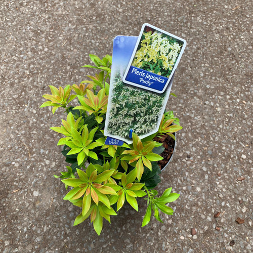 Pieris japonica 'Purity' - Bunkers Hill Plant Nursery