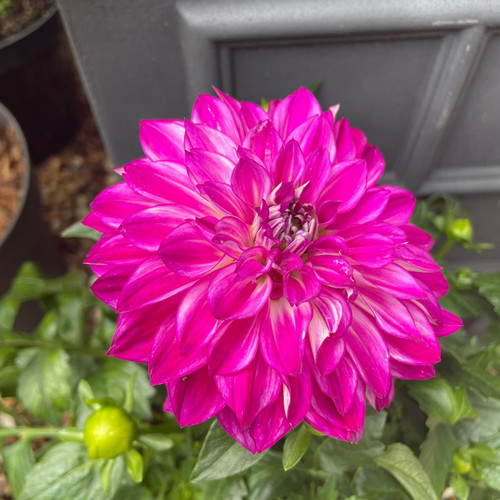 Dahlia - bright colours - Bunkers Hill Plant Nursery